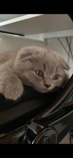 British Fold Kitten grau