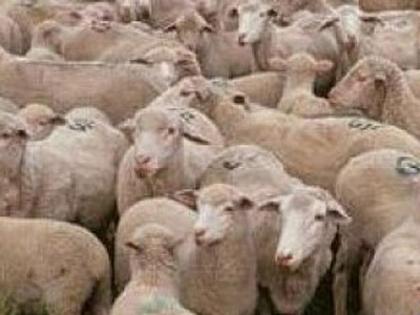 10000 Schafe Lammer zu verkaufen/jede 30Tage