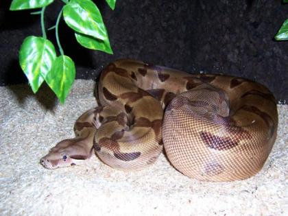 Abgottschlange Boa Constrictor abzugeben