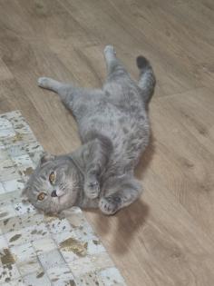 Meine verschmuste Dame Luna