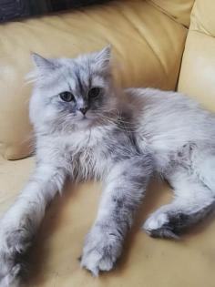 Dringend Monty Kastrierter Perser Kater Silver Shadow 3 5 Jahre