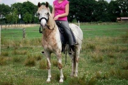 Netter Knabstrupperwallach sucht Reitbeteiligung