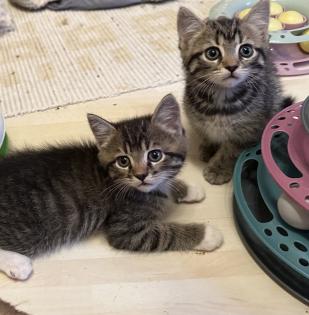 Süße verschmuste Britisch Kurzhaar Britisch Langhaar und mix Kitten Katzenbabys aus liebevoller Zuc