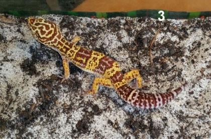 Abzugeben Leopardgecko Eublepharis macularius NZ 2022