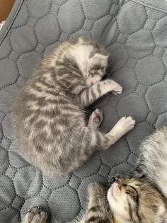 Bengal/BKH mix Kitten Erbkrankheitenfrei