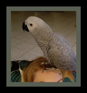Suche Graupapagei Henne weibchen Partnerin