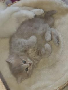 Edelmixkitten Katerchen