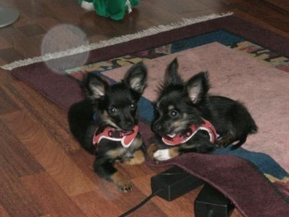Chihuahua Brüderpaar sehr süß 10 Monate alt