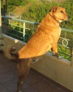 Kenny - Collie Mix bald muss er zurück ins Elend
