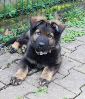 Obiwan Rüde Welpe Altdeutscher Schäferhund DDR Linien