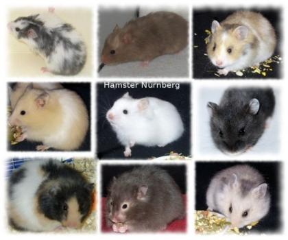 Hamster handzahm Goldhamster Teddyhamster Satinhamster aus Hobbyzucht