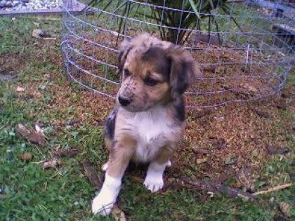 7 süße Goldenretriever mix Bordercolie Welpen zu verkaufen