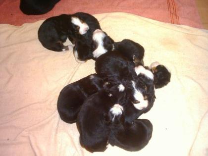 Süße Berner Sennenhundwelpen ab 24. 08. 2022 abzugeben