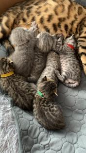 Bengal/BKH mix Kitten Erbkrankheitenfrei