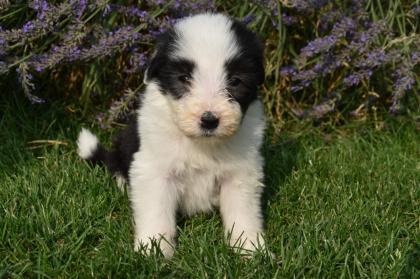 Bearded Collie Welpen reinrassig VDH Papiere . 2 Mädchen suchen noch ihre passende Menschen .