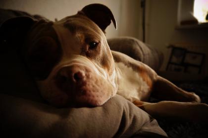 Old englisch Bulldog Rüde