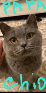 BKH Kitten aus Nürnberg