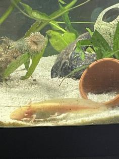 Axolotljungtiere vom 31. 01. 23