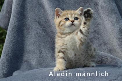 Reinrassige Bkh Kitten Elterntiere mit Stammbaum und Untersucht