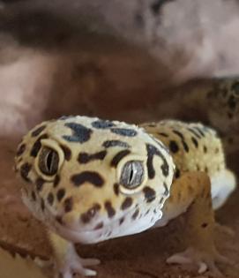 Leopardgeckos 1 Männlein 2 Weiblein sowie 1 weibliches Jungtier