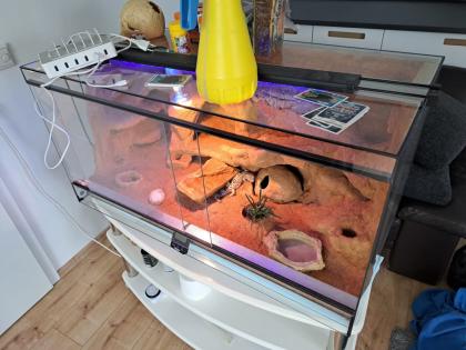 Verkaufe Leopardgecko und Terrarium