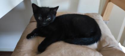 Heilige Birma Mix Kitten