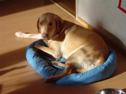 Herrchen Gesucht. Labrador 11 mon gelb reinrassig geimpft gechipt