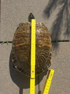 Schmuckschildkröte Wasserschildkröte