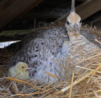 Pfauen von 2022 Schwarzflügel und Blaue