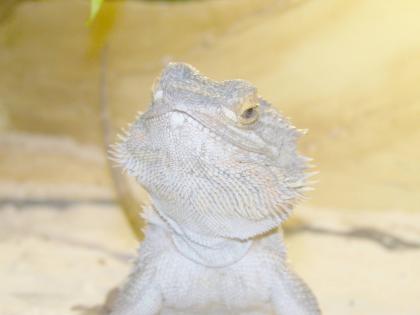 Auffangstation für Geckos Echsen Agamen Leguane und Schildis