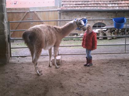 2 Lama - Wallache 1 Junghengst zu verkaufen