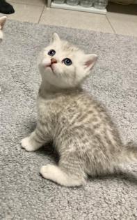 Bkh Kitten British kurhaar Kitten