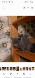 BKH Kitten aus Nürnberg