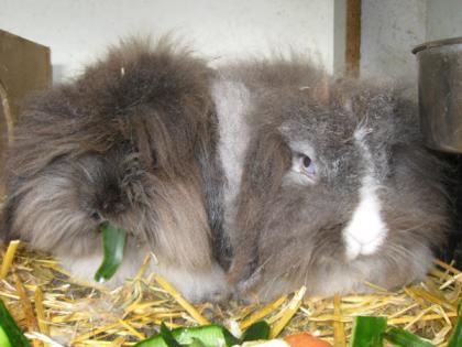 Teddywidder Pärchen er kastriert