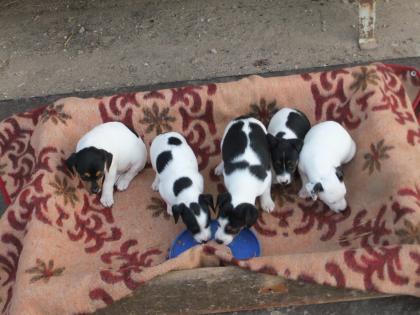 Süße Jack Russel Welpen