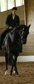Klassisch Reiten - Beritt und Unterricht