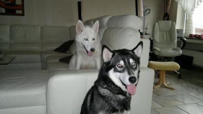 Husky Welpenankündigung