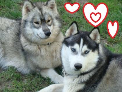 Siberian-Husky-Welpen aus VDH/FCI/DCNH-Zucht C-Wurf geplant Sommer 2022