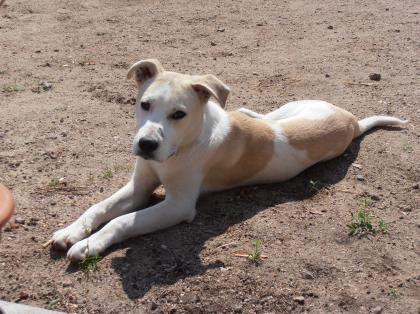Lieber Huskymischling 1 Jahr