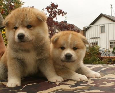 Akita Inu Welpe aus VDH ZUCHT mit Papieren