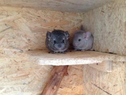 Süße Chinchilla Babys mit Stammbaum Handzam