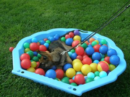 Timo s Hundeschule