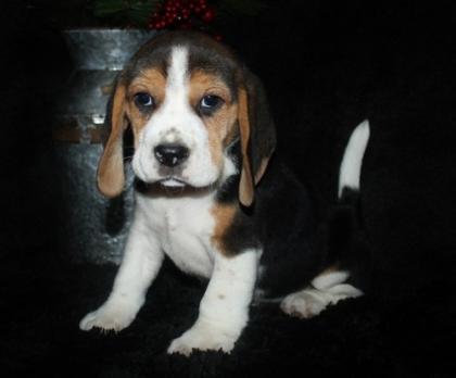 Beagle Welpen zu verkaufen