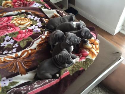 Blueline welpen American Pitbull Terrier555