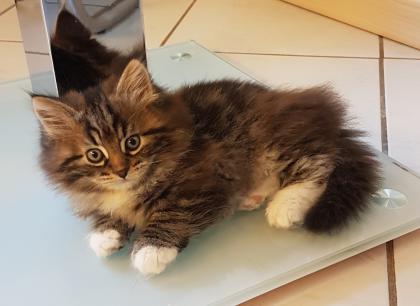 Sibirische Katzenkinder von Sibirientaigas
