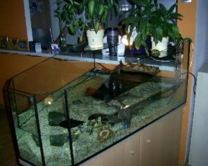 2 Wasserschmuckschildkröten reinschauen lohnt sich