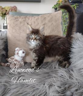 Wunderschöne reinrassige Maine Coon Kitten