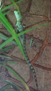Basiliscus Plumifrons Stirnlappenbasilisk jung Männlich 8 Monate alt