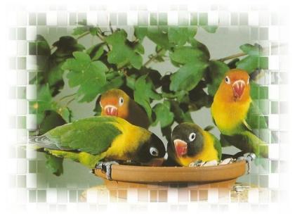 Agaporniden Pfirsich Schwarz und Rosenköpfchen