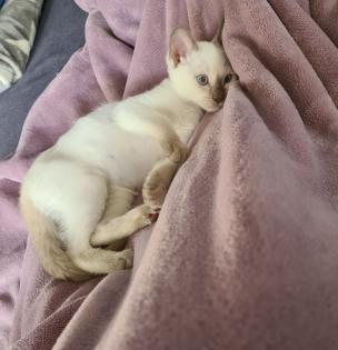 Siam Katze 3 Monate alt